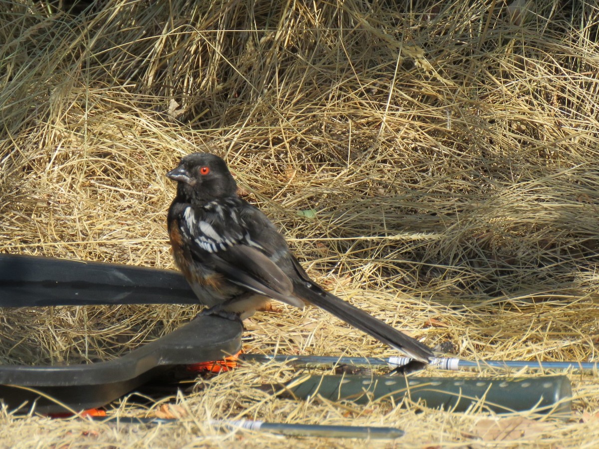 Spotted Towhee - ML109514891