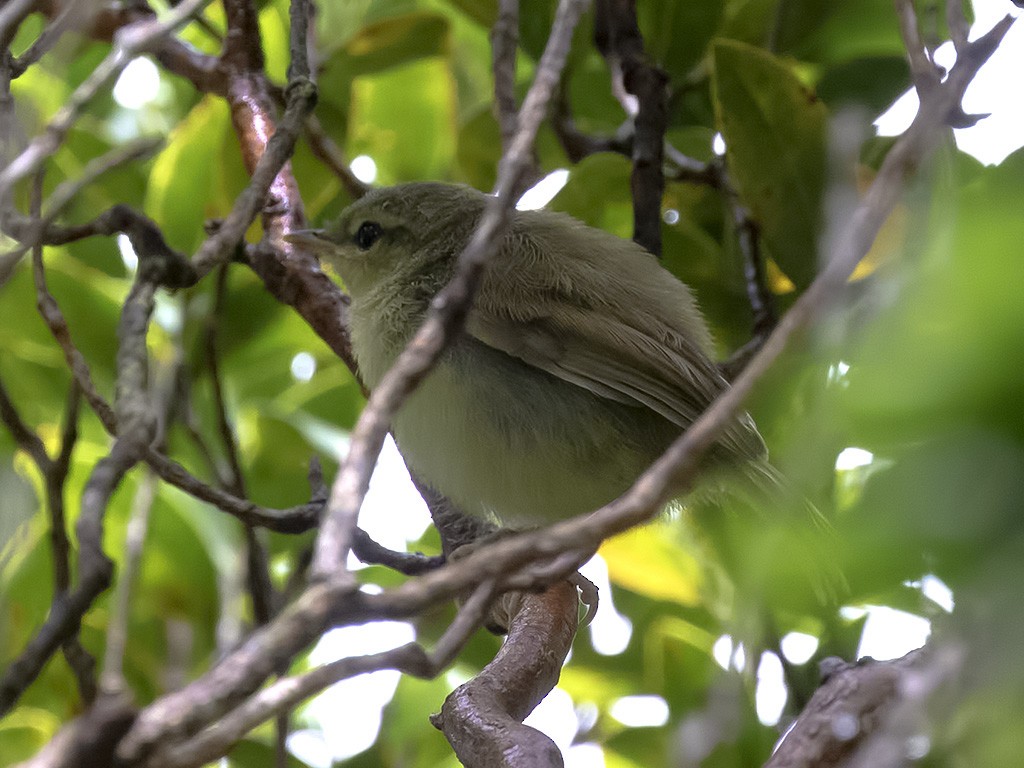 Japanese Bush Warbler - ML109515591