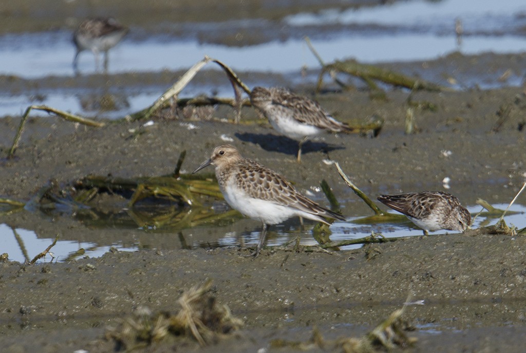 Baird's Sandpiper - Gary Woods