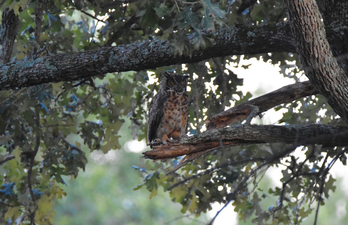 Great Horned Owl - ML109516801