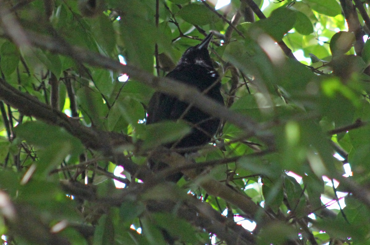 Melodious Blackbird - Mario Trejo