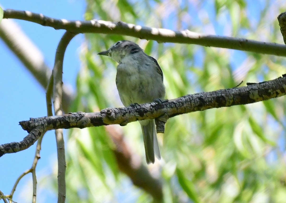 Cassin's Vireo - ML109516881