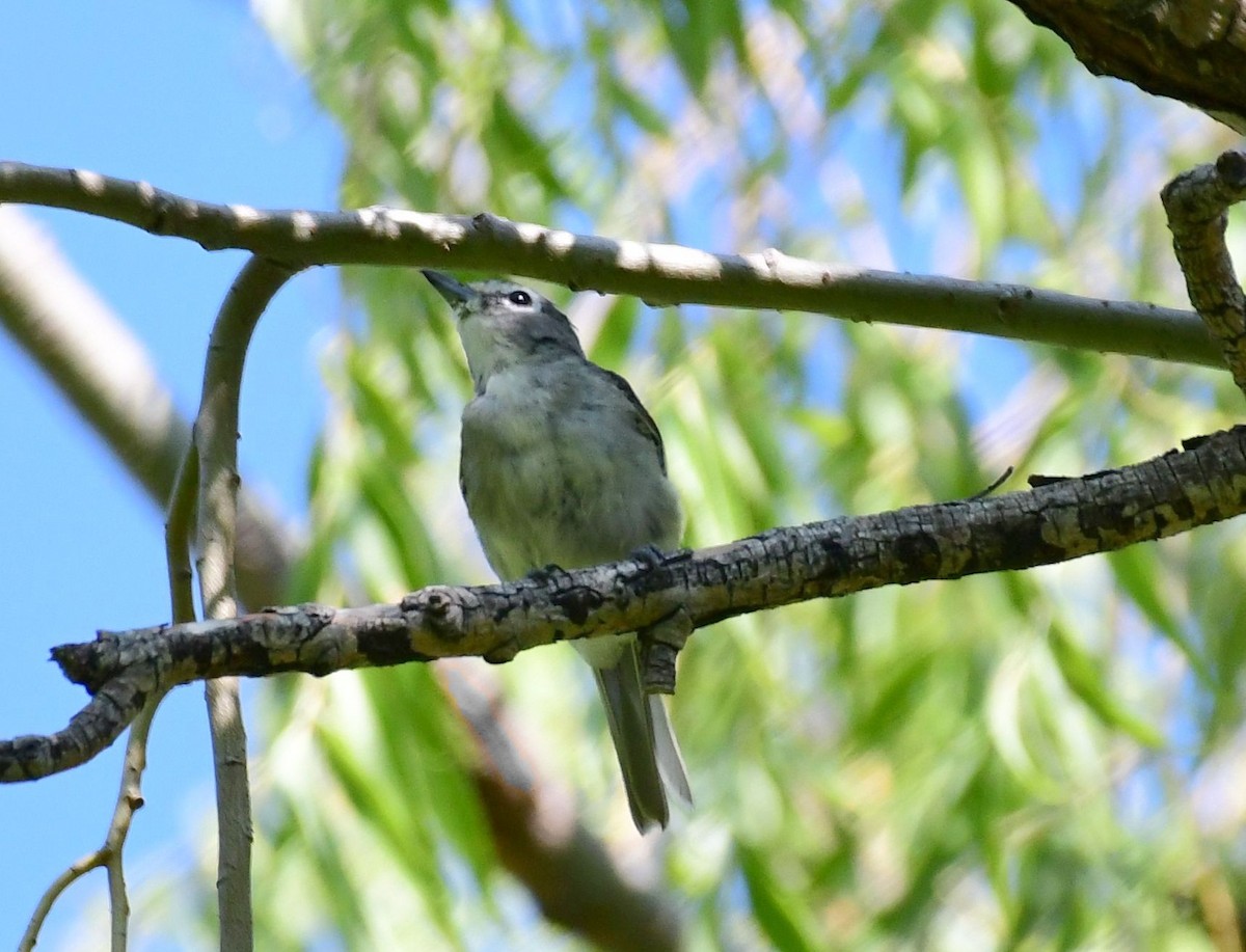 Cassin's Vireo - ML109516891