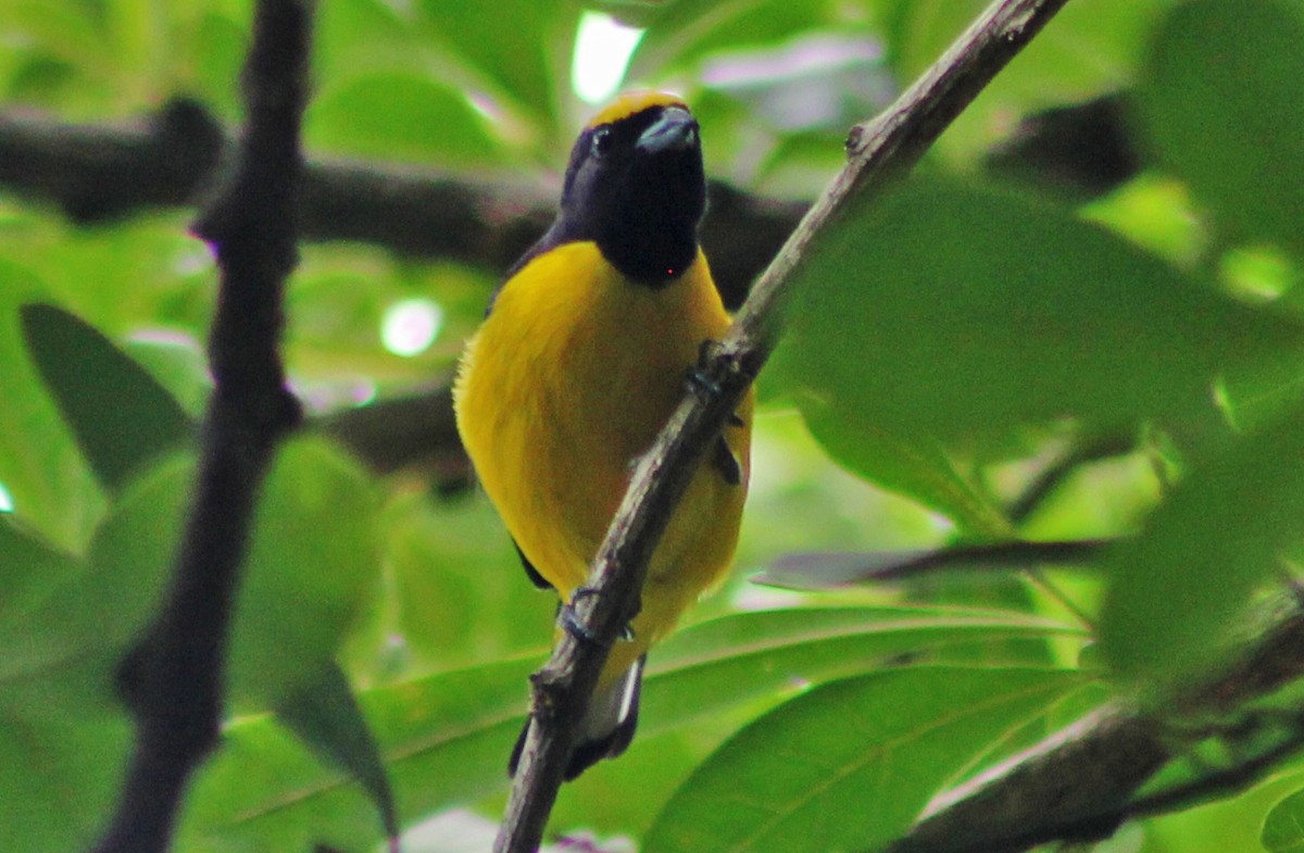 Scrub Euphonia - Mario Trejo