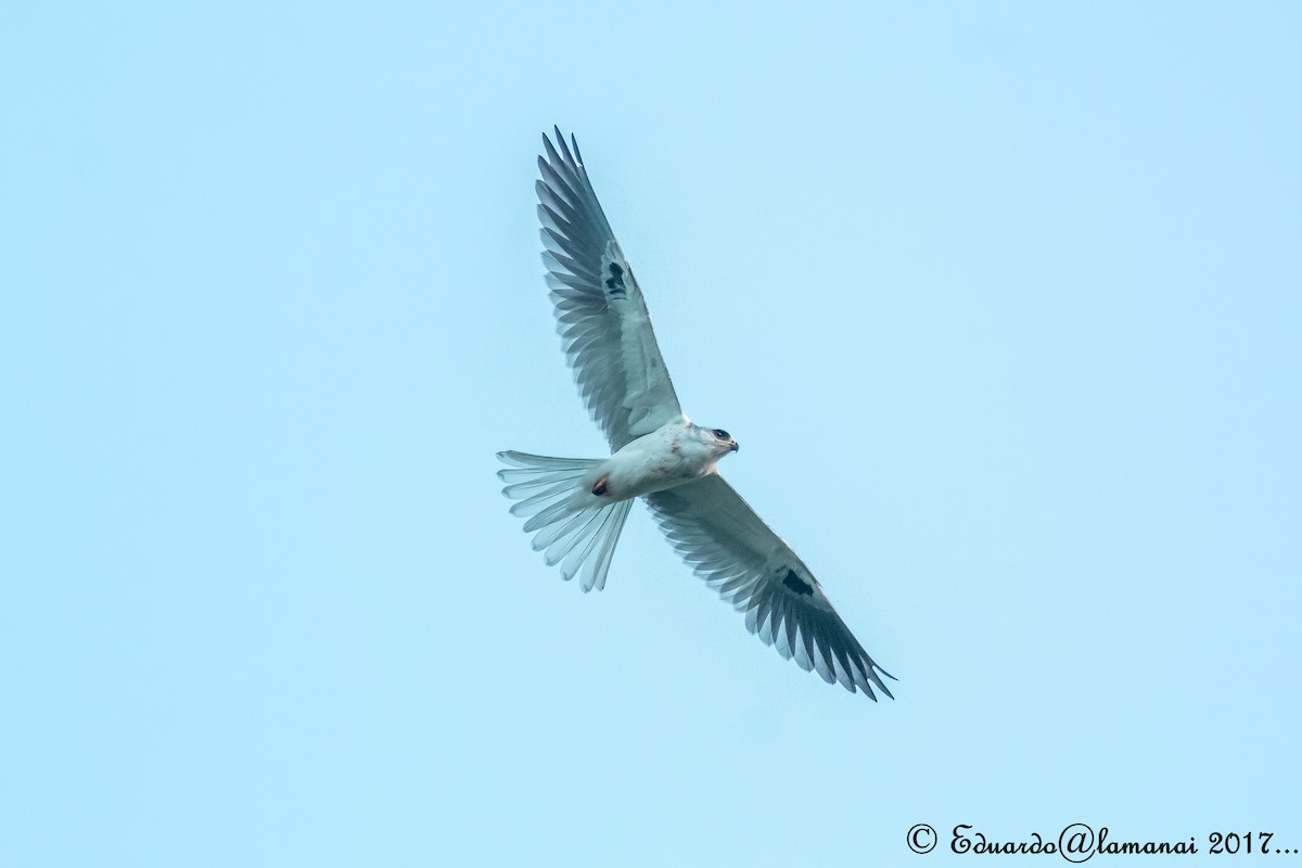 White-tailed Kite - ML109517811