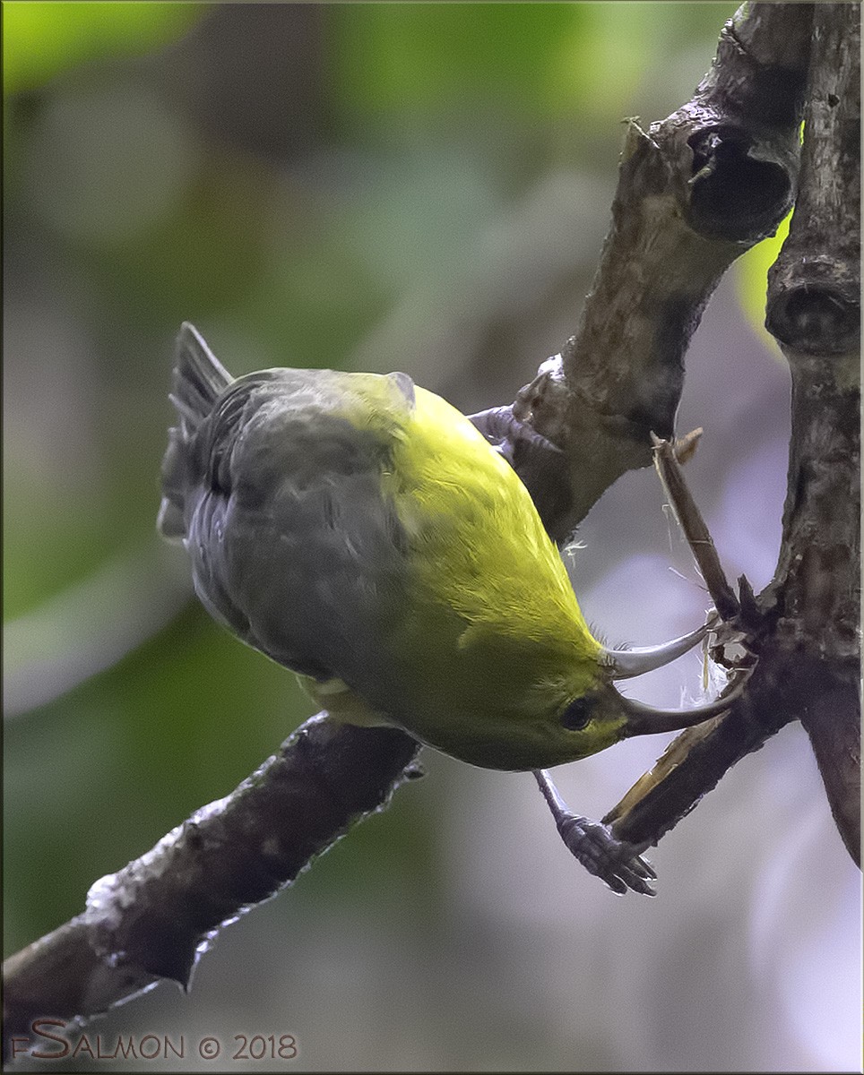 Kauai Amakihi - ML109518841