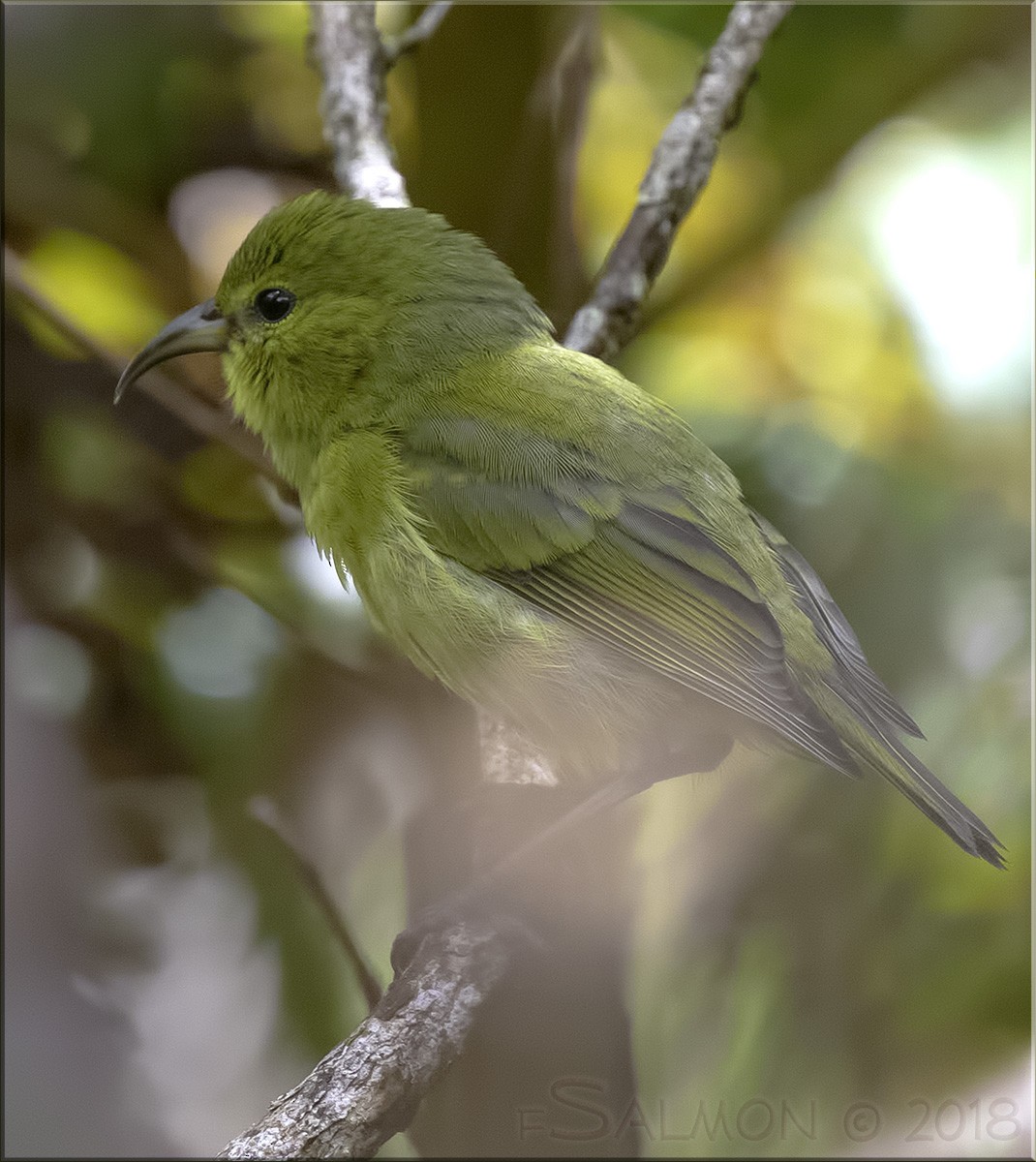 Kauai Amakihi - ML109518851