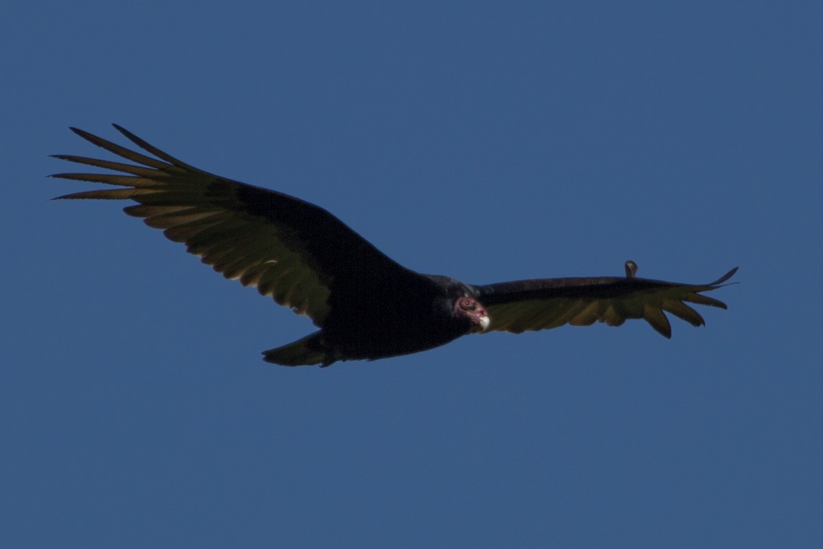 Turkey Vulture - ML109518971