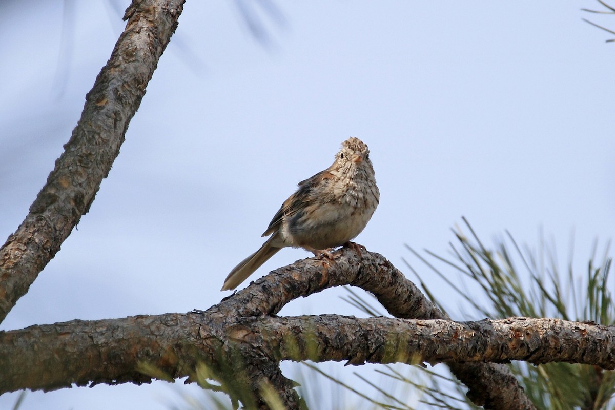 オジロヒメドリ - ML109519321