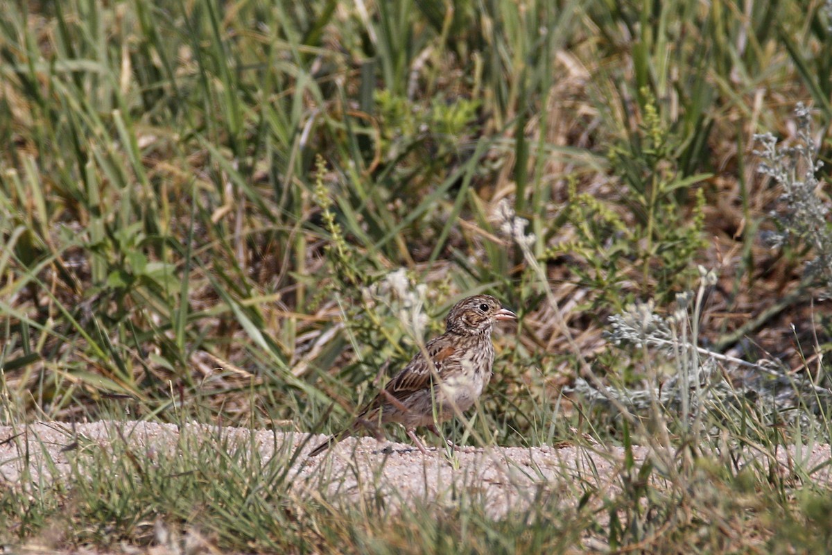 オジロヒメドリ - ML109519331