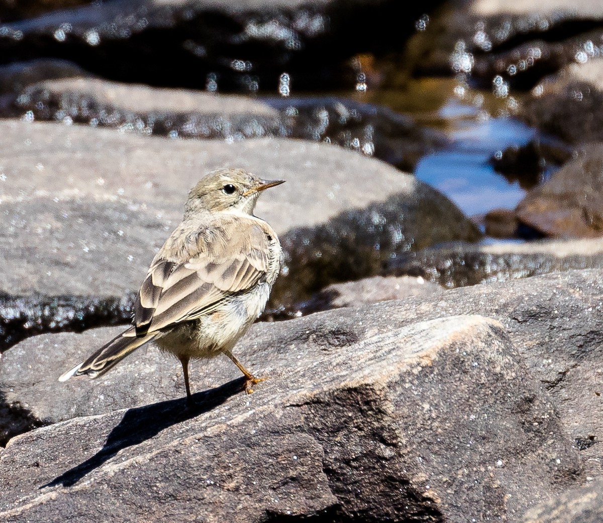 American Pipit - ML109519801