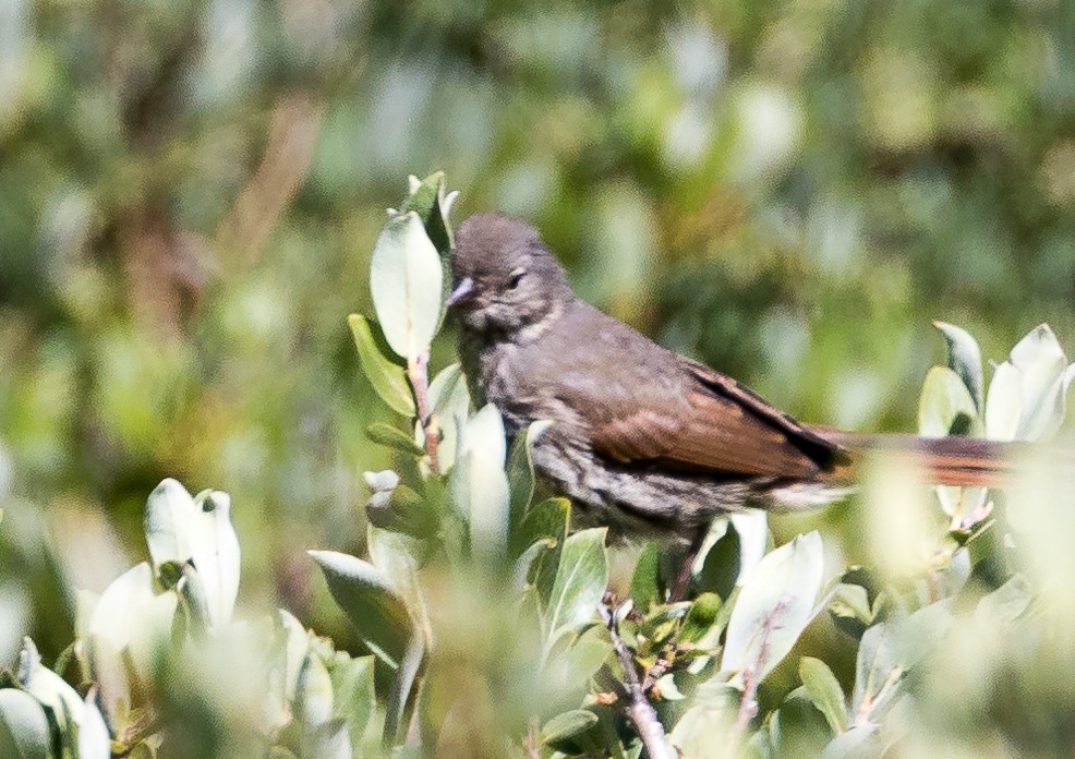 Fox Sparrow (Slate-colored) - ML109519881