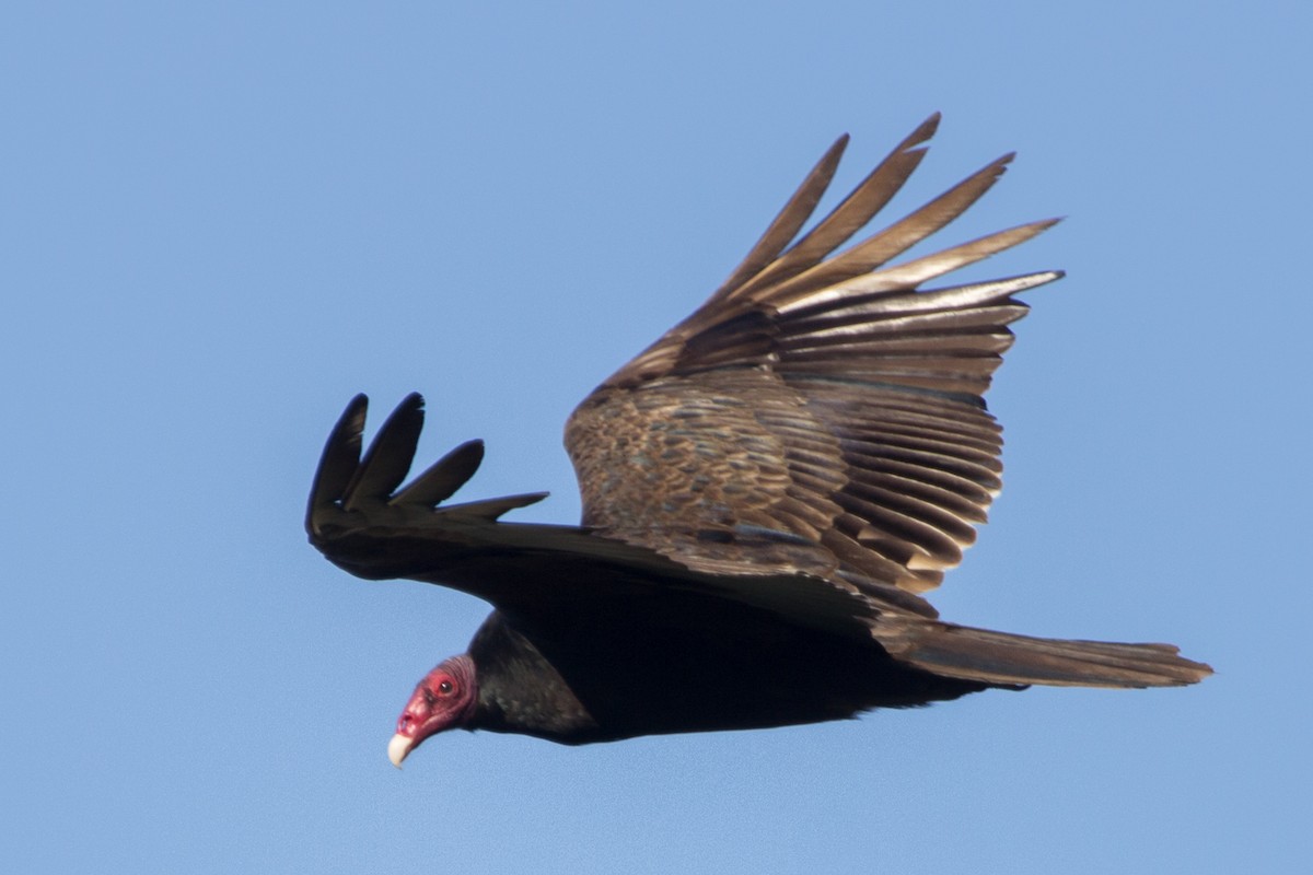 Turkey Vulture - ML109521291