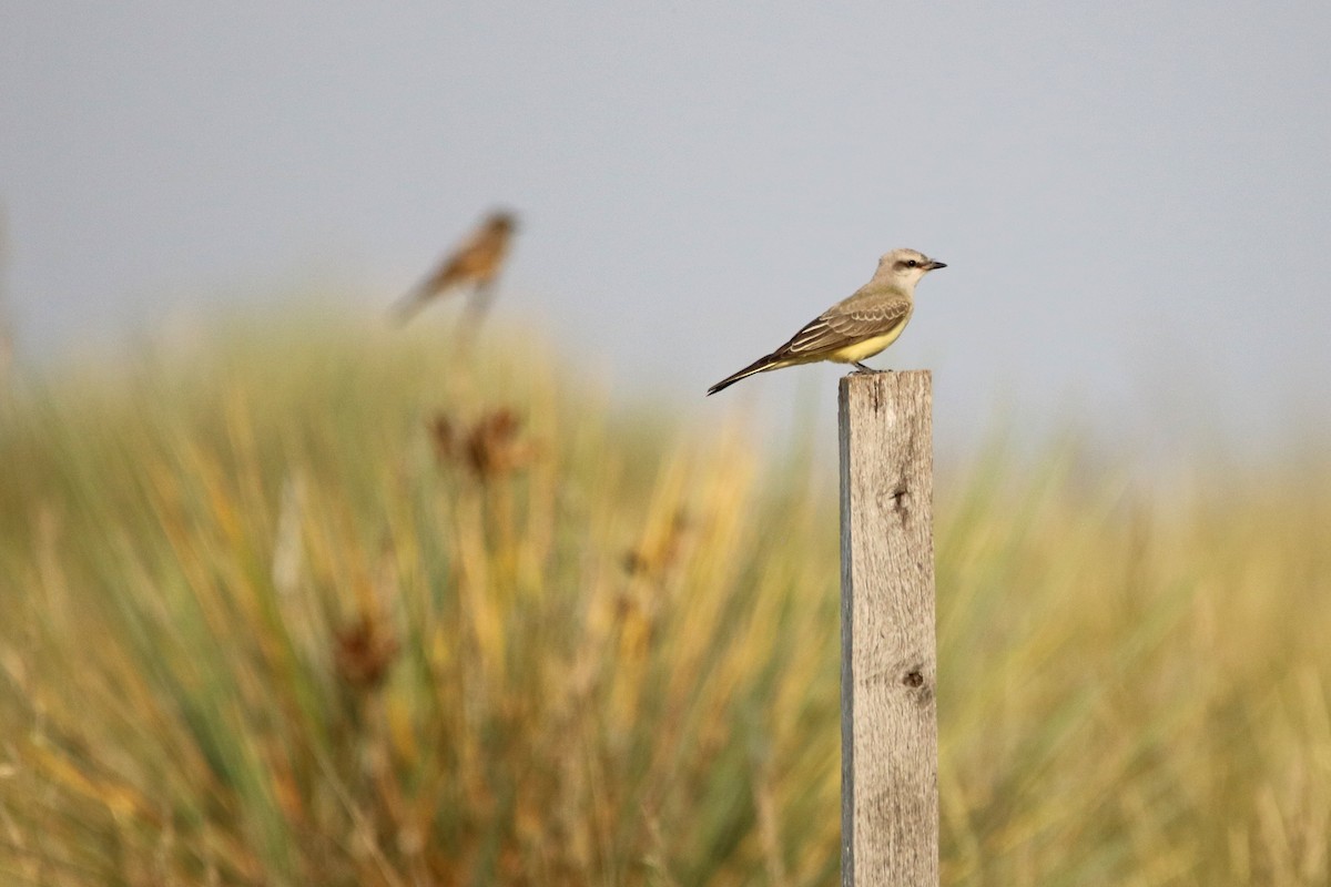 Western Kingbird - ML109521751
