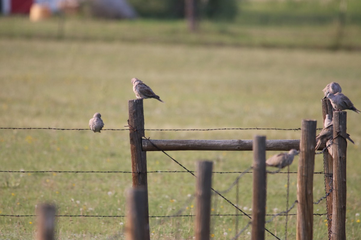 Eurasian Collared-Dove - ML109521991