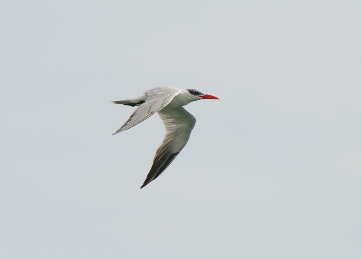 Caspian Tern - ML109522191