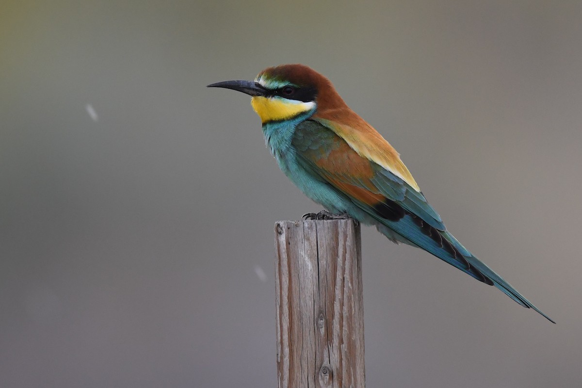 European Bee-eater - ML109522991