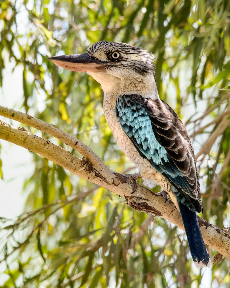 Blue-winged Kookaburra - ML109525201