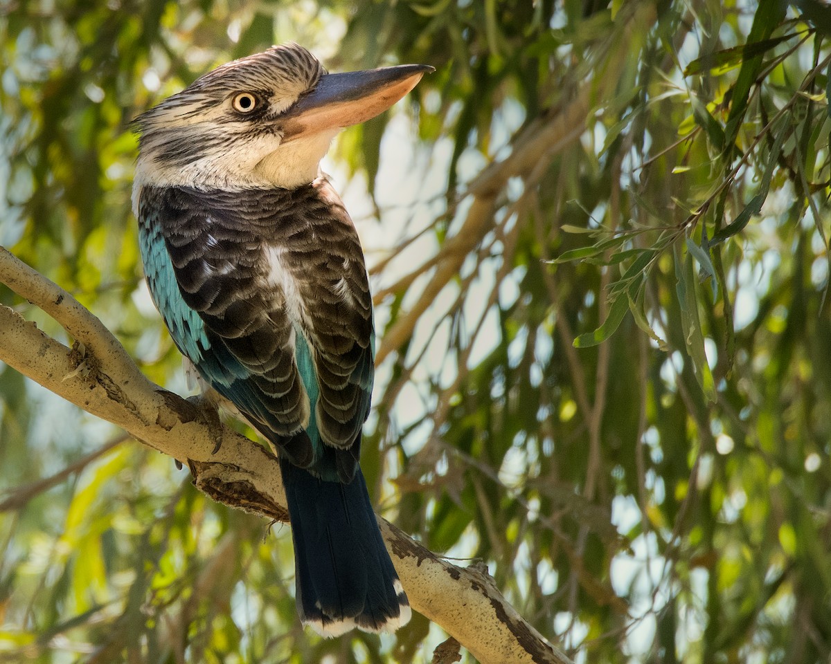 Martin-chasseur à ailes bleues - ML109525221