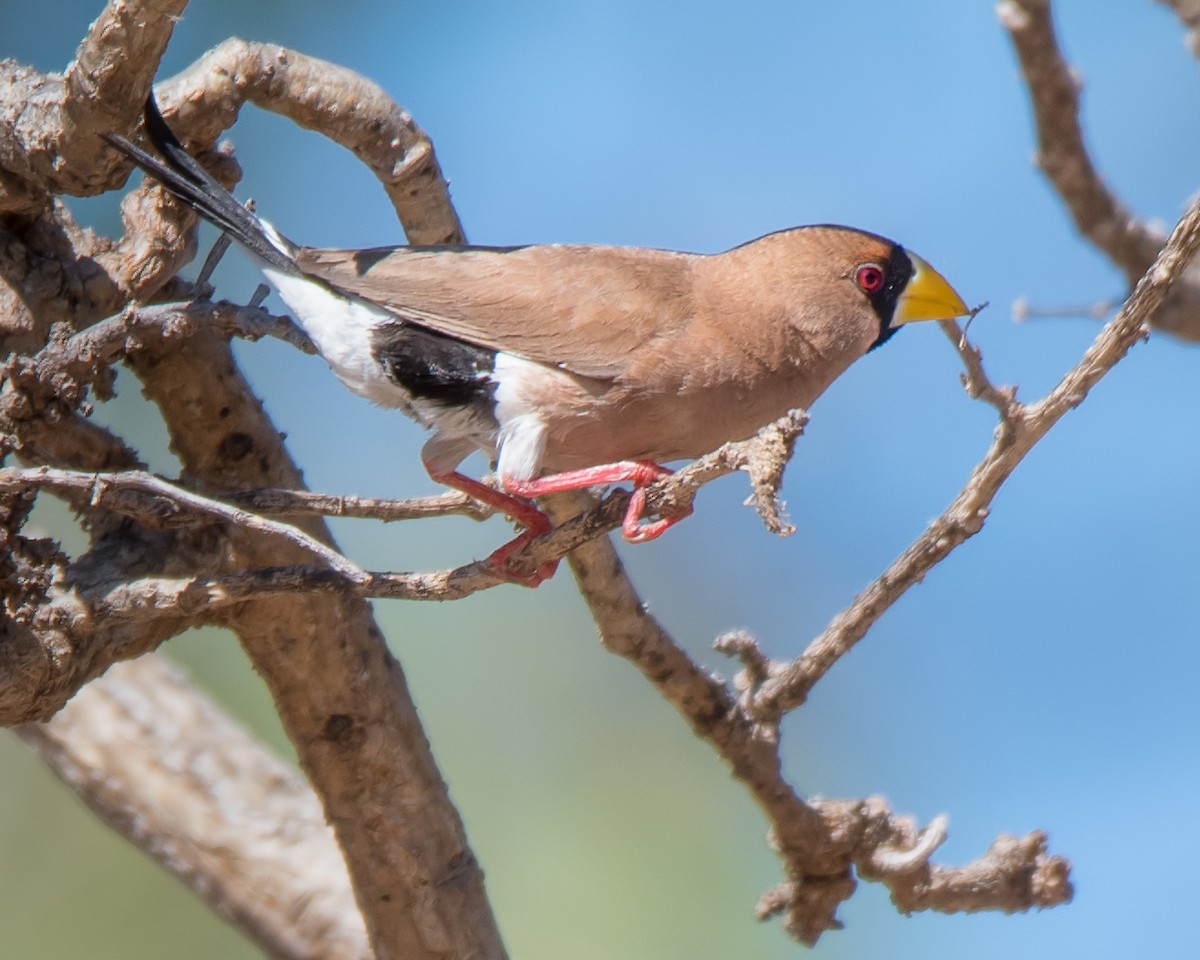 Masked Finch - ML109525301