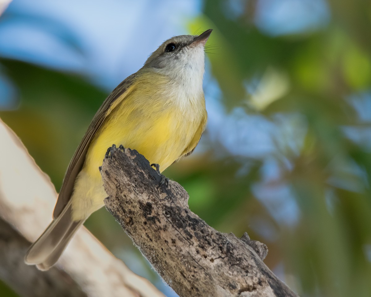 Lemon-bellied Flyrobin - ML109525951