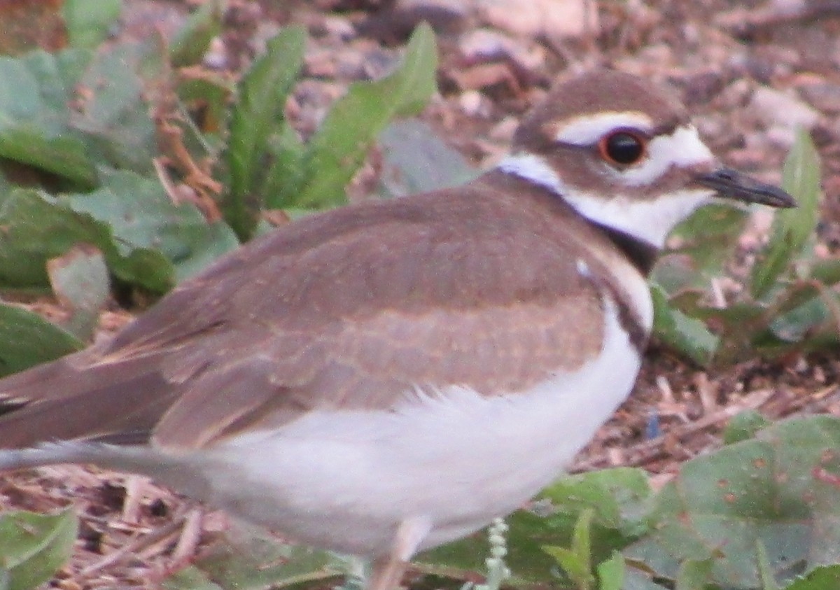 Killdeer - ML109526251