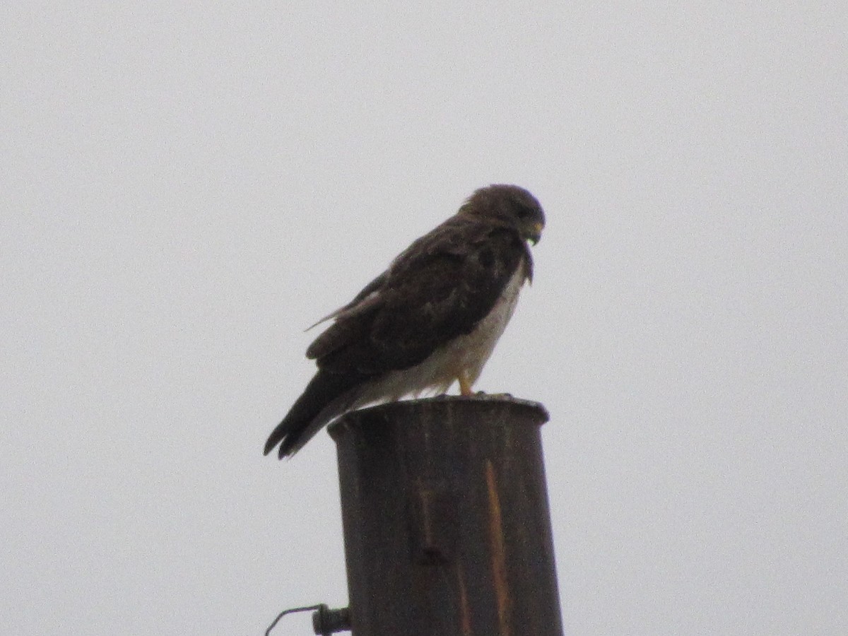Swainson's Hawk - ML109526341