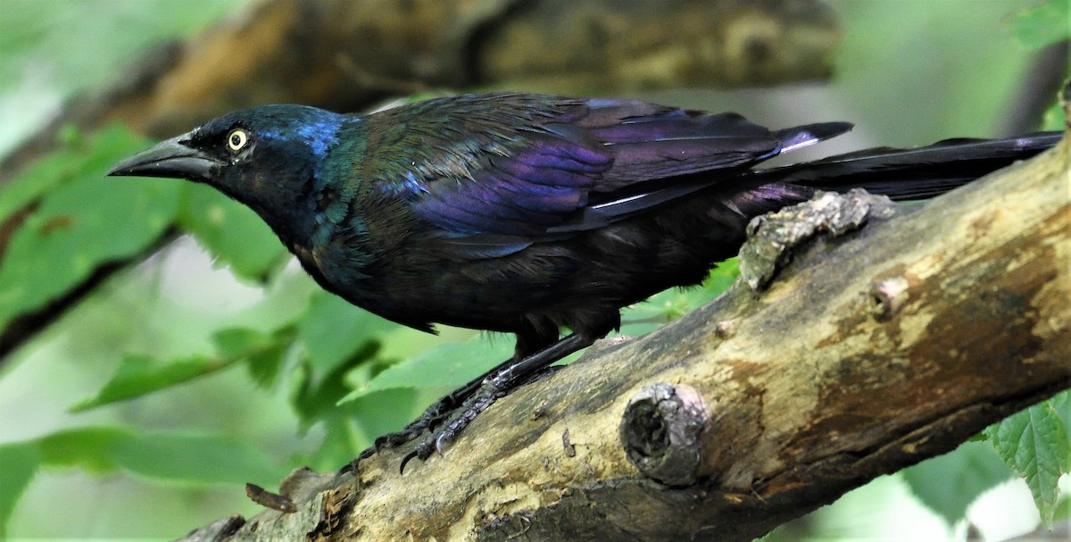 Common Grackle - ML109526821