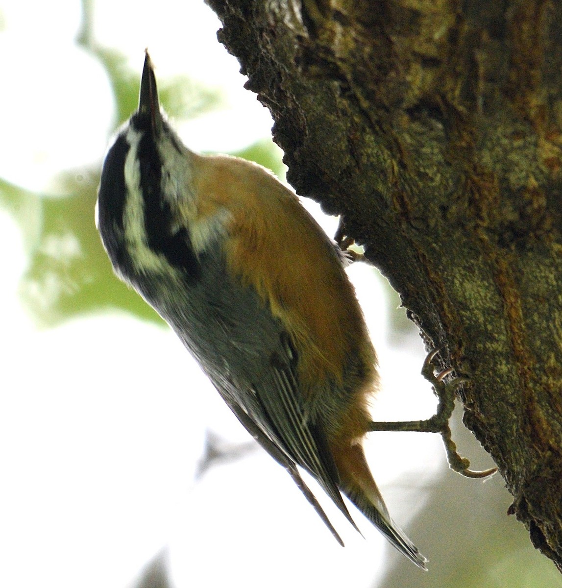 Red-breasted Nuthatch - ML109527151