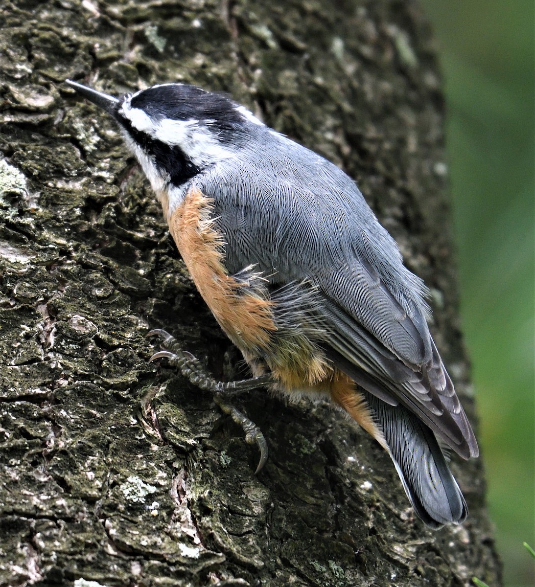 Red-breasted Nuthatch - ML109527211