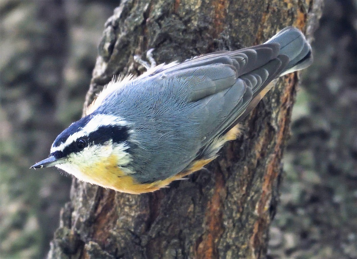 Red-breasted Nuthatch - ML109527241