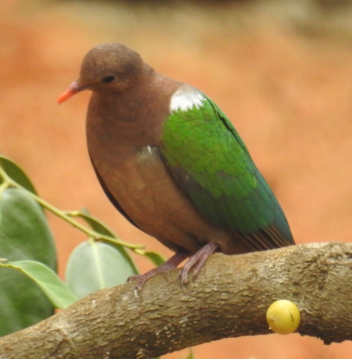 Pacific Emerald Dove - ML109531741