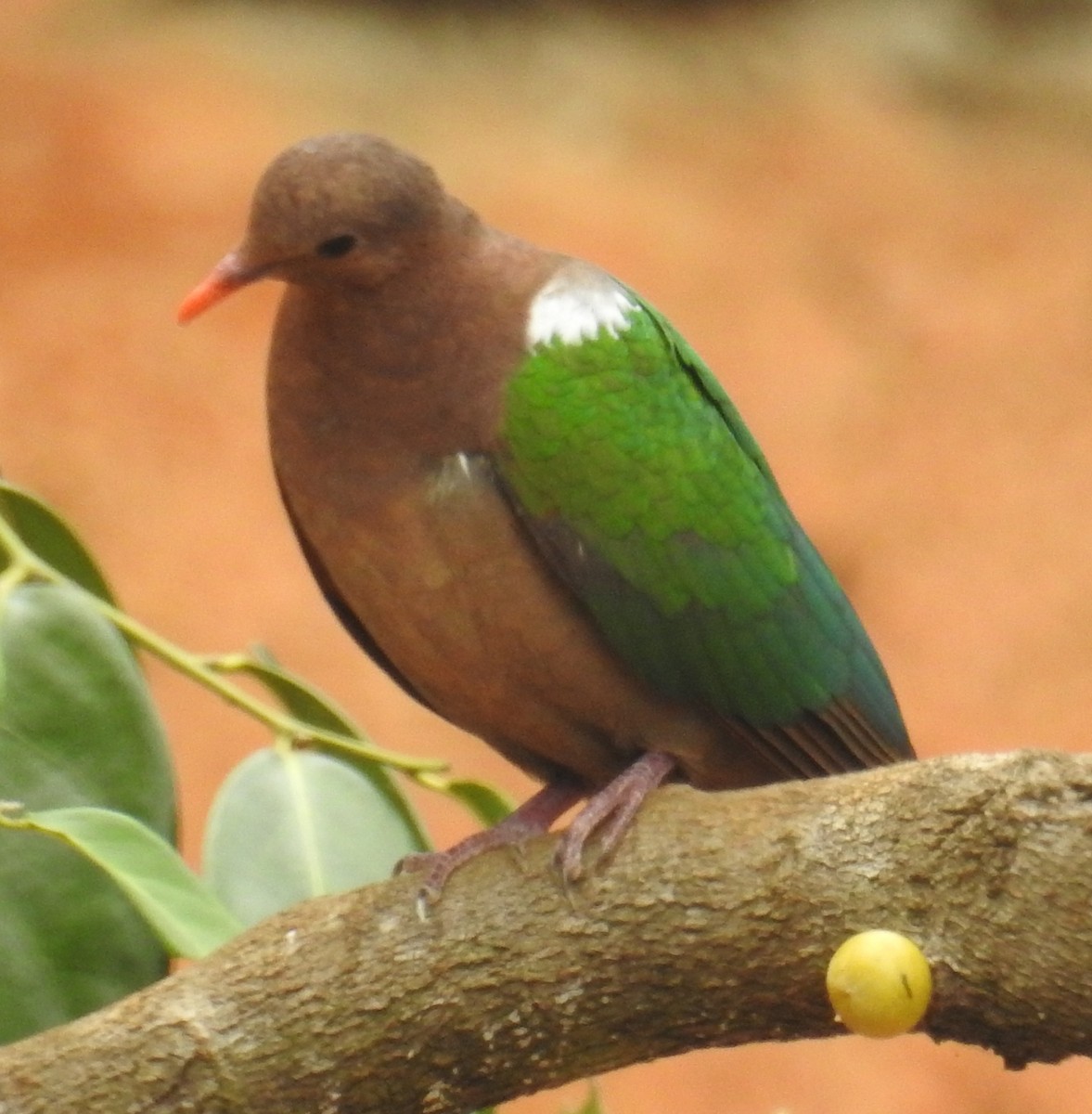 Palomita Esmeralda Cabeciparda - ML109531741