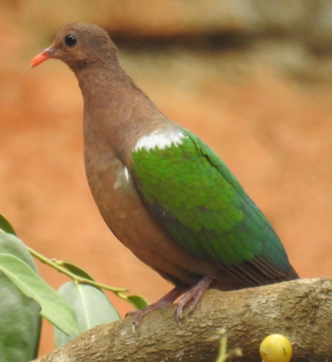 Palomita Esmeralda Cabeciparda - ML109531761