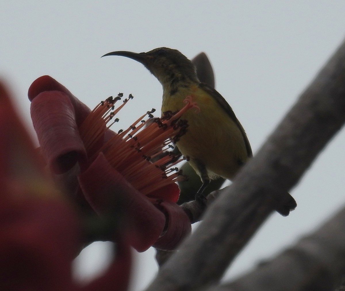 Flame-breasted Sunbird - ML109531831