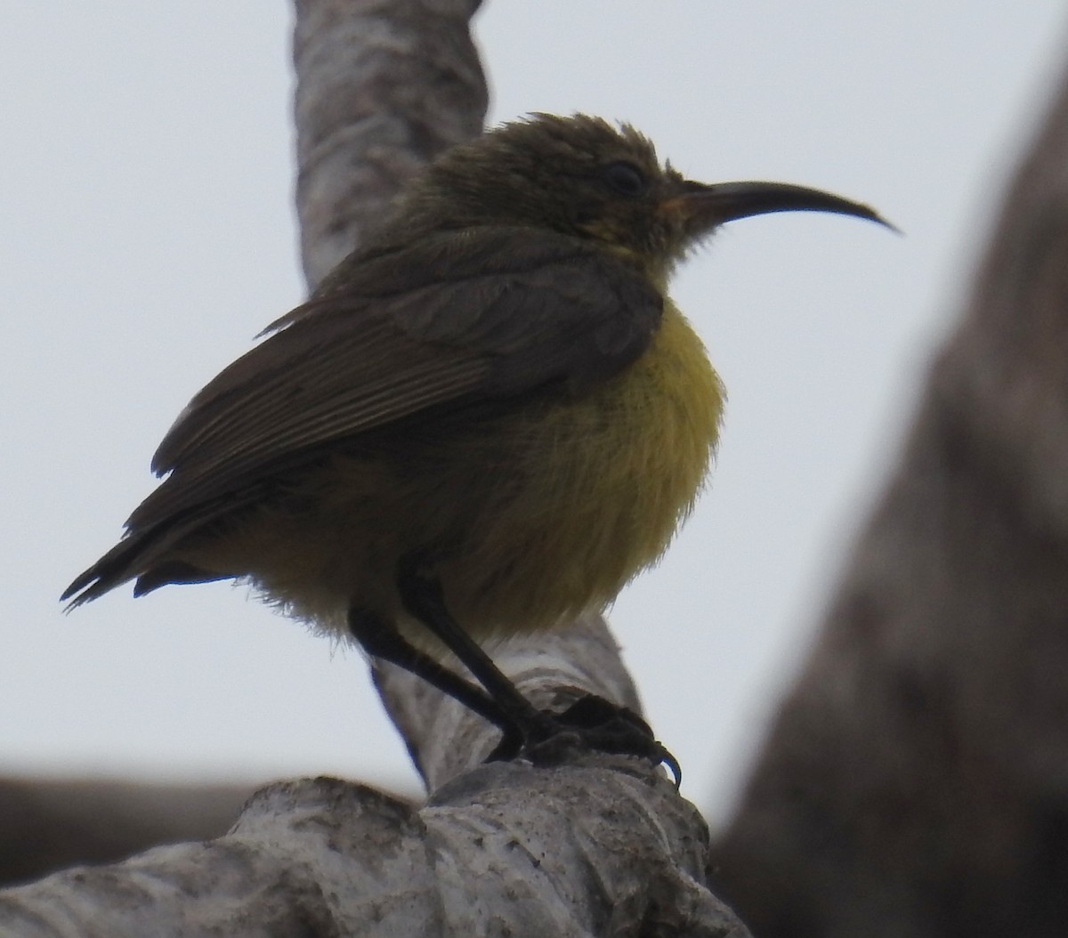 Flame-breasted Sunbird - Colin Trainor