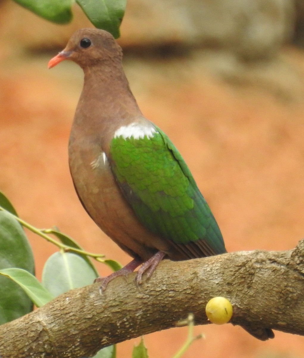 Palomita Esmeralda Cabeciparda - ML109531851