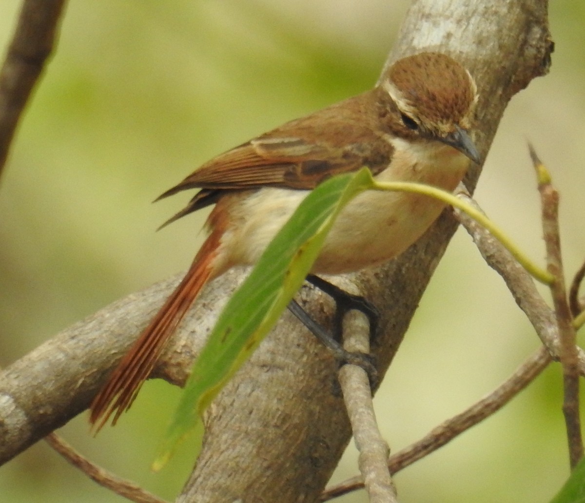 Timor Bushchat - ML109531861