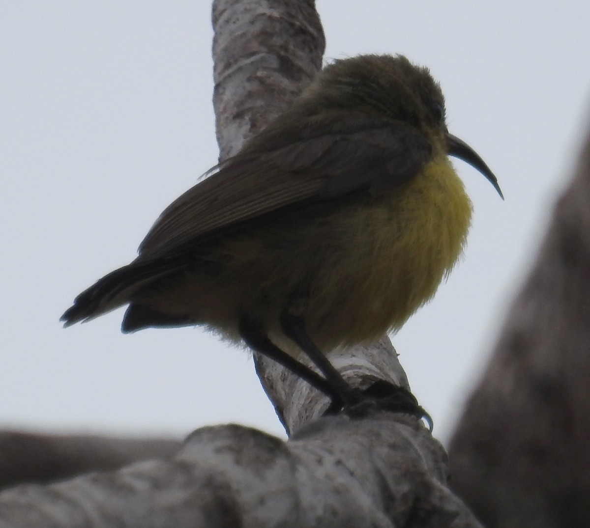 Flame-breasted Sunbird - ML109531871