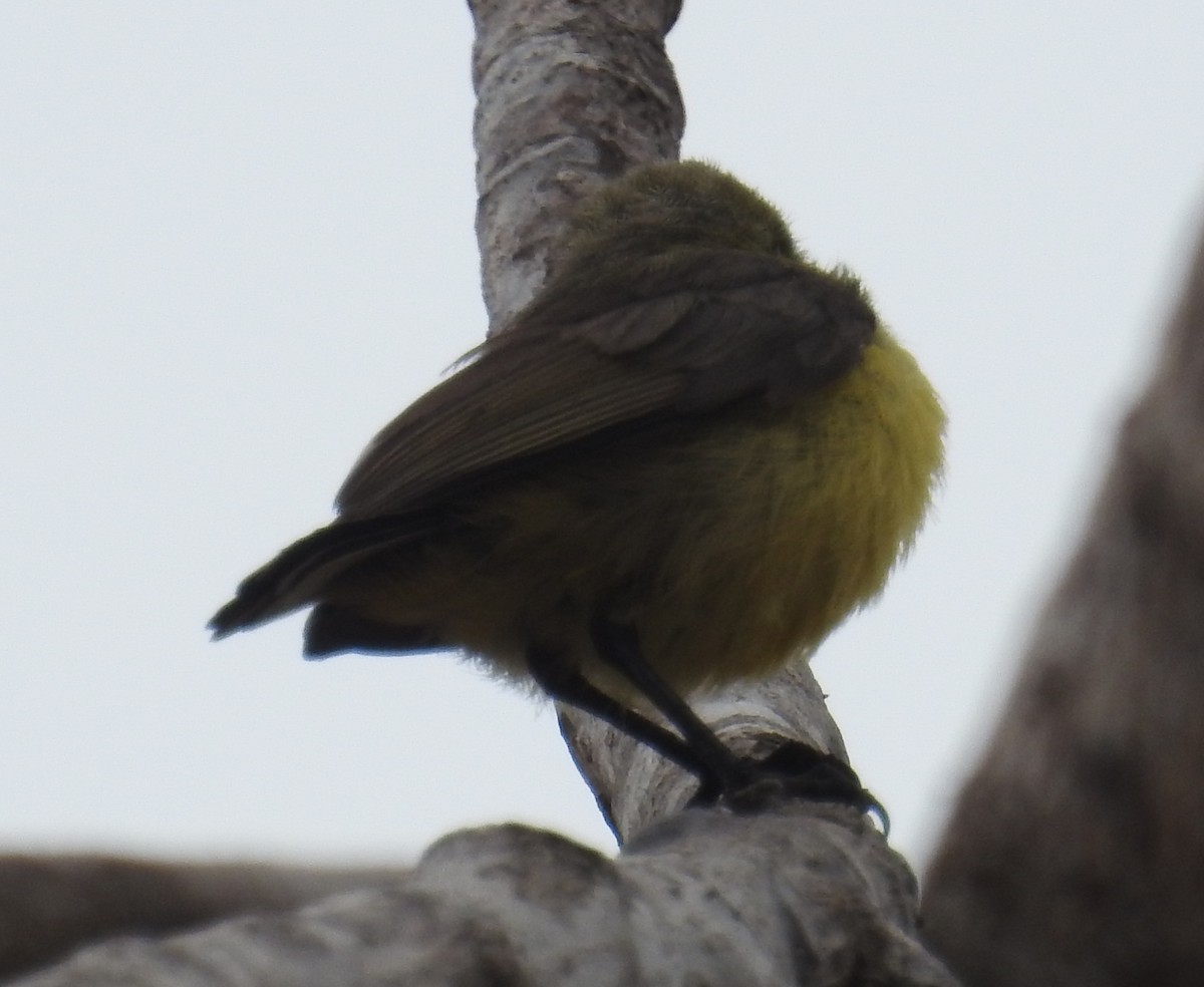 Flame-breasted Sunbird - ML109531881