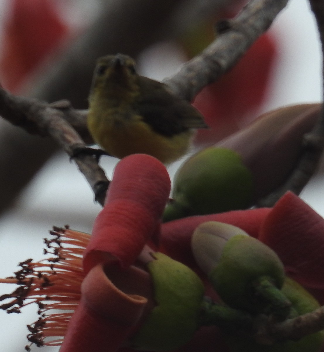 Flame-breasted Sunbird - ML109532241
