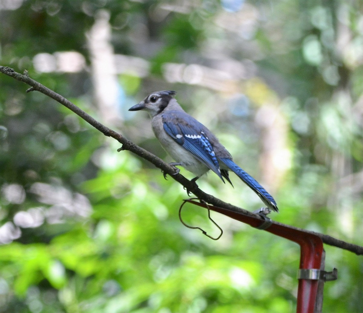 Blue Jay - ML109532371