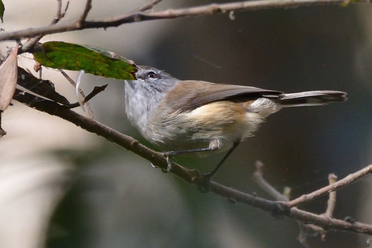 Brown Gerygone - Andrew Schopieray