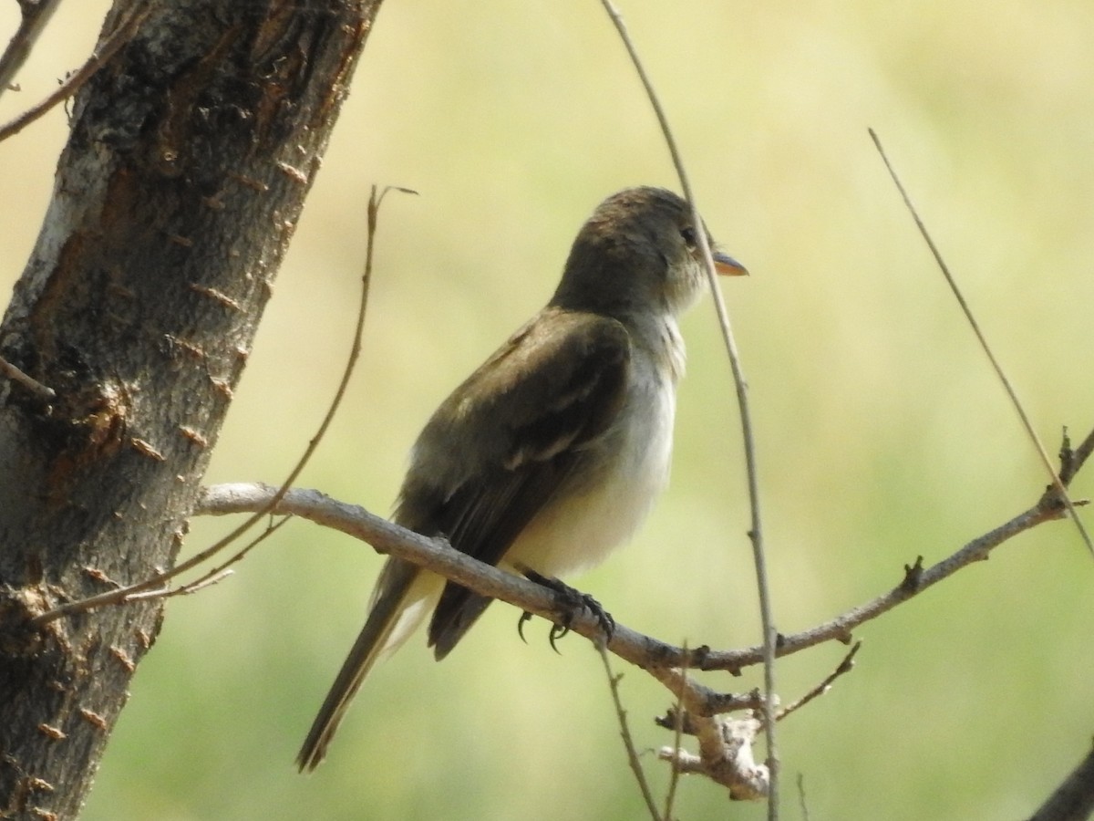 Empidonax sp. - ML109534671