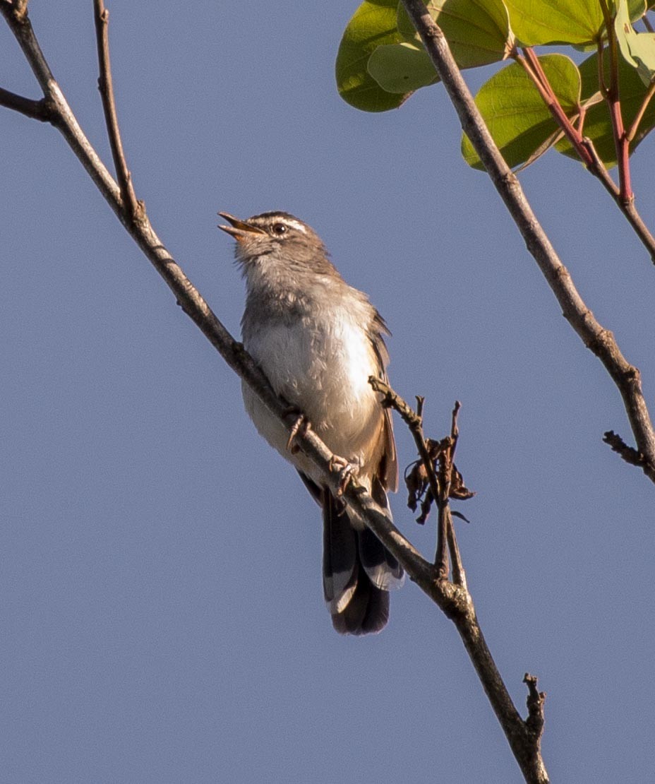 Brown-backed Scrub-Robin - ML109535131