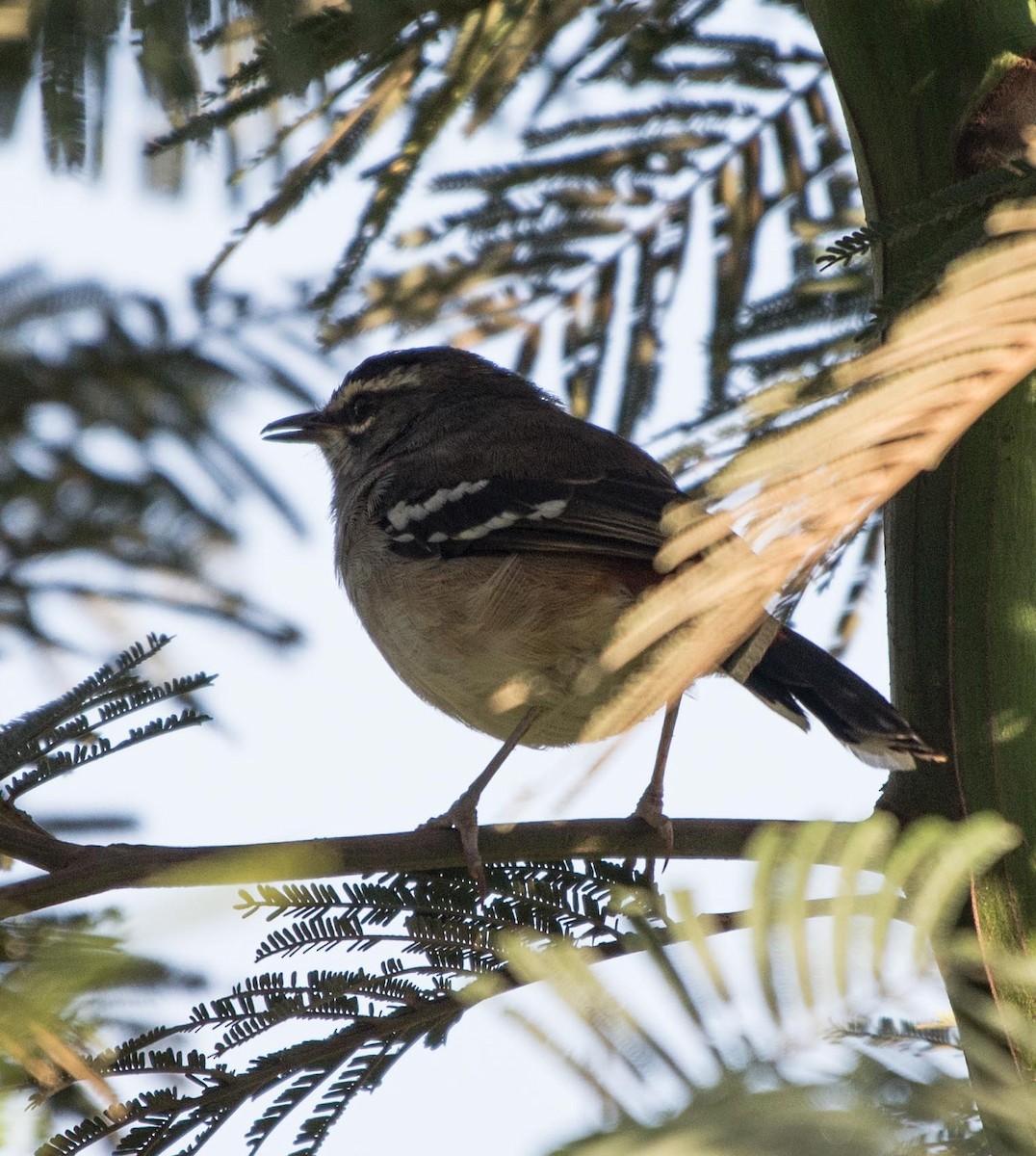 Brown-backed Scrub-Robin - ML109535141