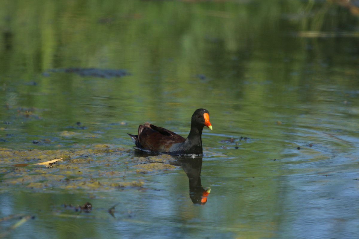 Common Gallinule - Monika Czupryna