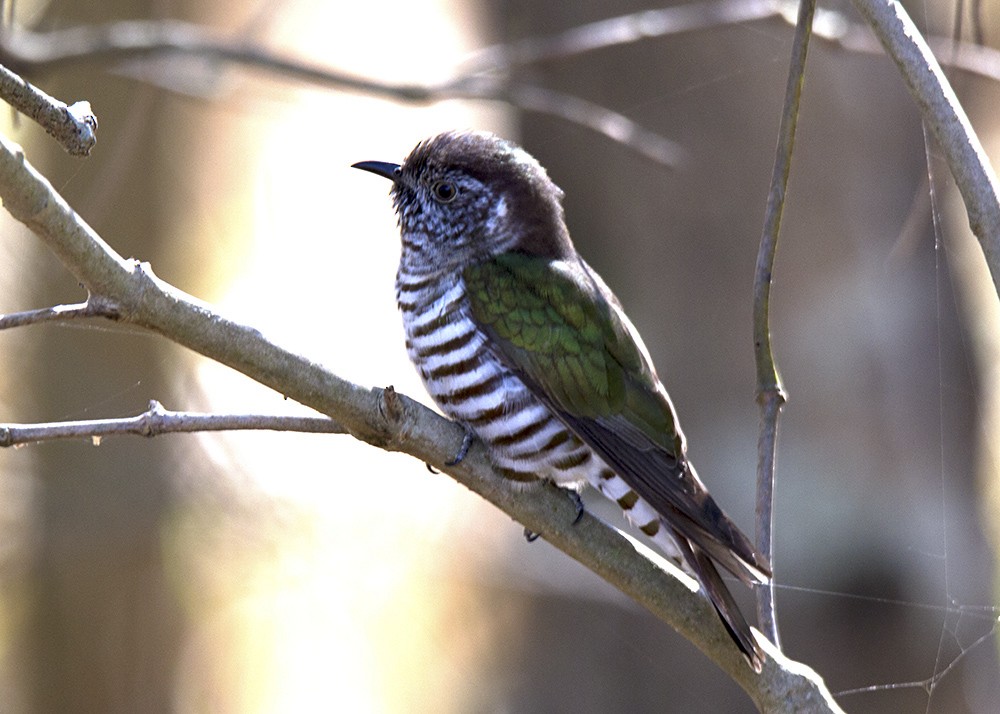 Shining Bronze-Cuckoo - ML109535411