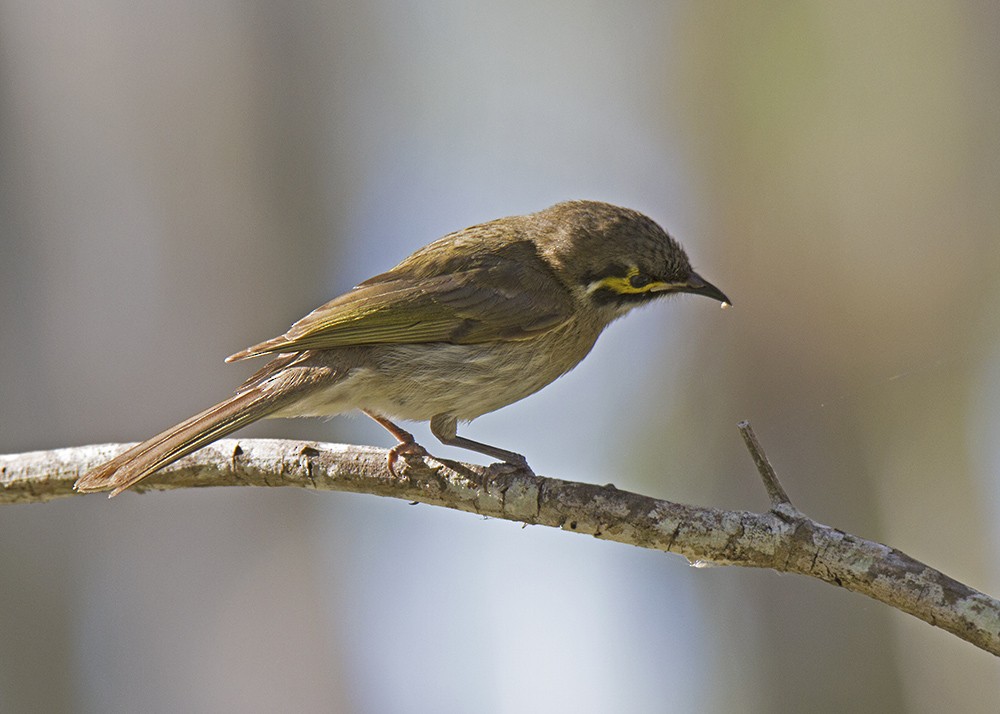 Yellow-faced Honeyeater - ML109535501