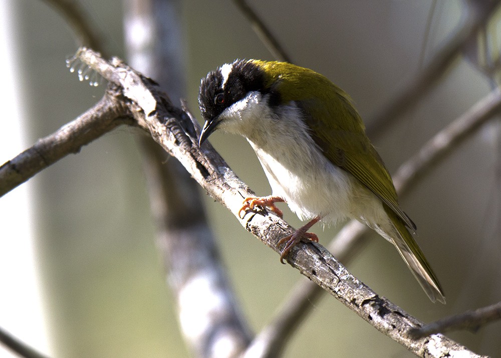 White-throated Honeyeater - ML109535571